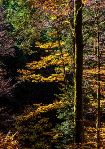 Le forêt des Vosges en automne